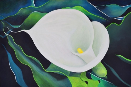 Picture of CALLA LILY