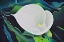 Picture of CALLA LILY