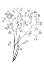 Picture of AIRY BLOOMS I