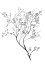 Picture of AIRY BLOOMS II