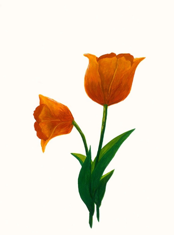 Picture of SUNRISE TULIP I