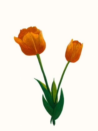 Picture of SUNRISE TULIP II