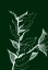 Picture of CHARCOAL FOLIAGE I