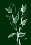 Picture of CHARCOAL FOLIAGE II