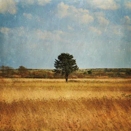 Picture of THE LONELY TREE