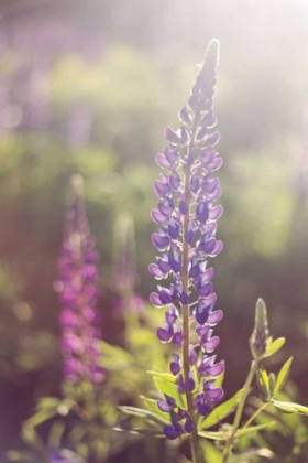 Picture of LUPINE FLARE