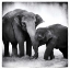 Picture of ELEPHANT III