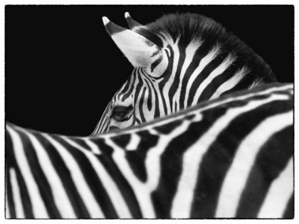 Picture of ZEBRA III