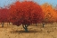Picture of ORANGE TREES II
