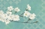 Picture of DOGWOOD BLOSSOMS