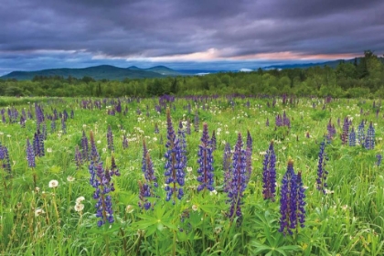 Picture of LUPINE SUNRISE