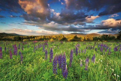 Picture of LUPINE SUNSET