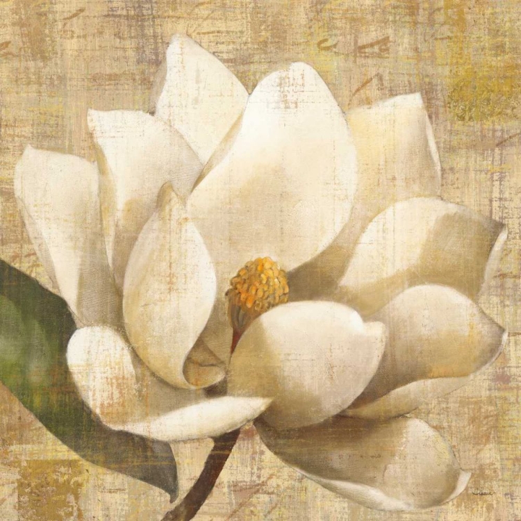 Picture of MAGNOLIA BLOSSOM ON SCRIPT