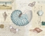 Picture of BEACH WONDERS I