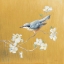 Picture of NUTHATCH ON GOLD