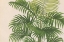 Picture of PALMIER PL X CROP