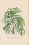 Picture of PALMIERS PL XXIV