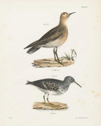 Picture of SHORE BIRDS II