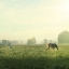 Picture of FARM MORNING I SQUARE