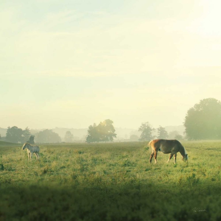 Picture of FARM MORNING I SQUARE