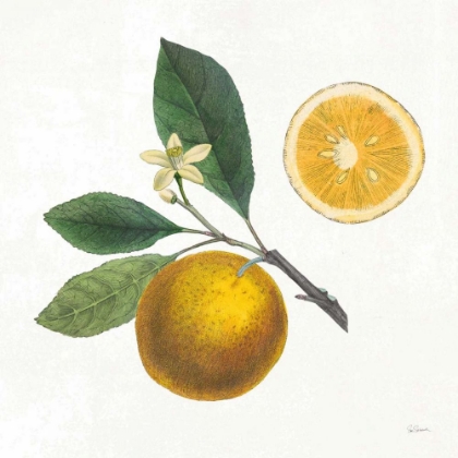 Picture of CLASSIC CITRUS II