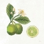 Picture of CLASSIC CITRUS III