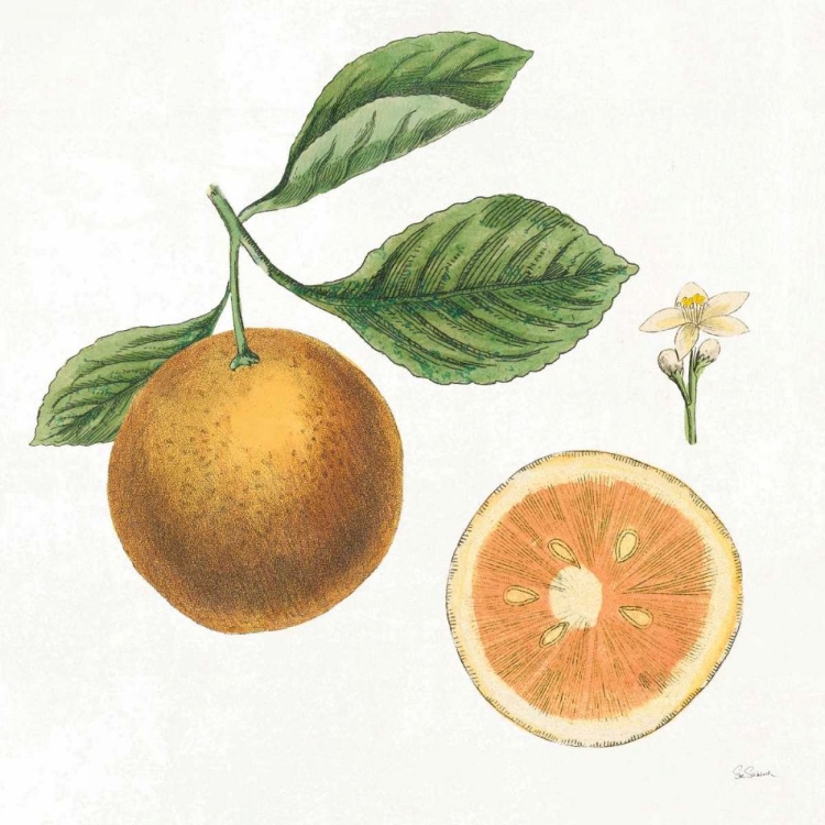 Picture of CLASSIC CITRUS IV