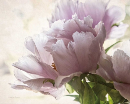 Picture of TRANSLUCENT PEONY I