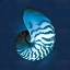 Picture of CYANOTYPE SEA I