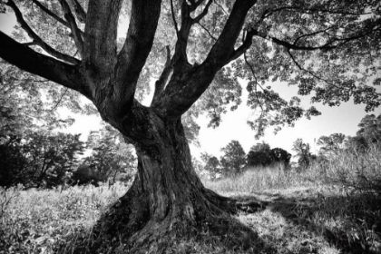 Picture of LONGWOOD TREE