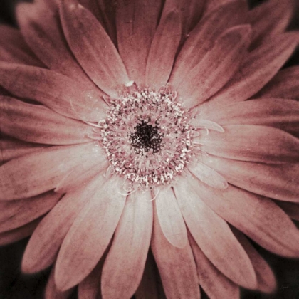 Picture of GERBERA