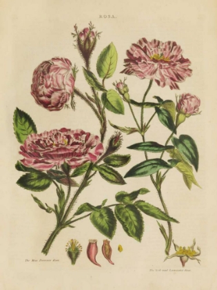 Picture of HERBAL BOTANICAL XVIII