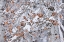 Picture of GROVE OF ASPEN TREES