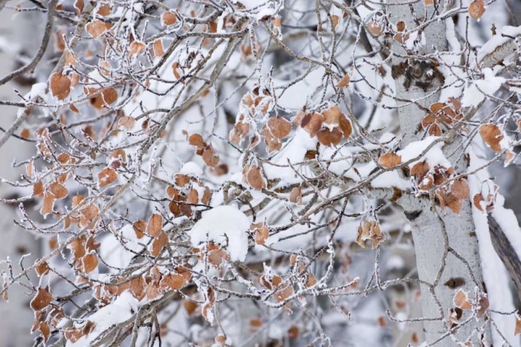 Picture of GROVE OF ASPEN TREES