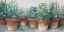 Picture of POTS OF HERBS II COTTAGE