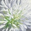 Picture of CLEOME SPLASH II