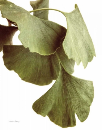 Picture of GINKO COLOR ON WHITE