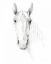 Picture of HORSE SKETCH