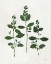 Picture of BOTANICAL STUDY IV GREENERY