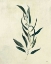 Picture of BOTANICAL STUDY VI