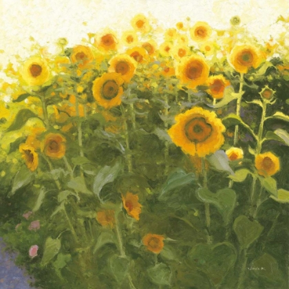 Picture of SUNFLOWER FIELD