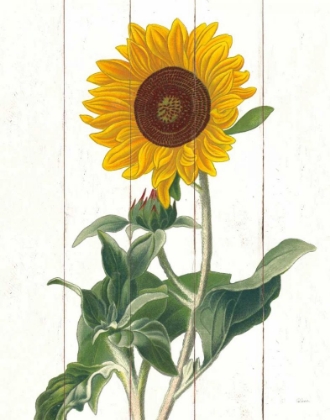 Picture of COTTAGE SUNFLOWER