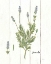 Picture of COTTAGE HERBS II