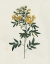 Picture of VICTORIAN GARDEN FLOWERS I