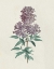 Picture of VICTORIAN GARDEN FLOWERS III