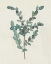 Picture of VICTORIAN GARDEN GREENERY II