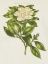 Picture of HERBAL BOTANICAL IX FLOWER