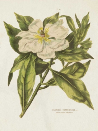 Picture of HERBAL BOTANICAL II FLOWER