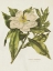 Picture of HERBAL BOTANICAL II FLOWER