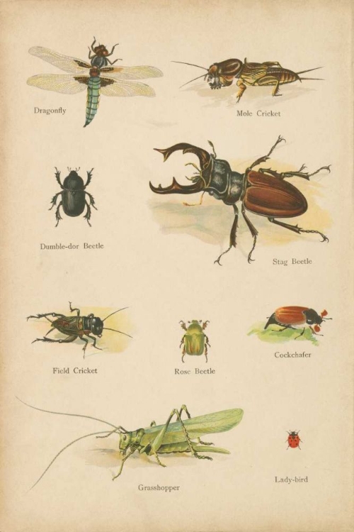 Picture of NATURAL HISTORY BOOK IV